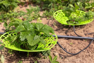 Капельный полив Жук для клубники от емкости 40 растений