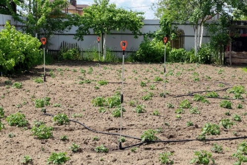 Полив Жук для картофельных полей