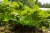 Капельный полив Жук для клубники от емкости 40 растений