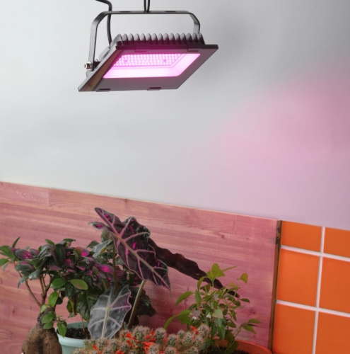 Светильник для растений ЭРА FITO-50W-RB-LED / Б0046368
