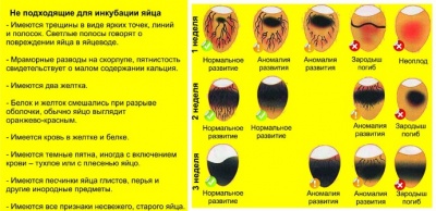 Овоскоп ОВ-6 на 6 куриных яиц