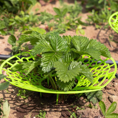 Капельный полив Жук для клубники от емкости 20 растений