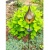 Садовая фигура-светильник Чудесный Сад 654-Y Бутон