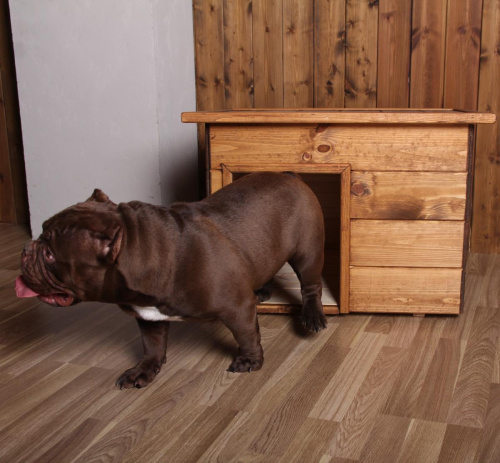 Будка для собак №1 окрашенная