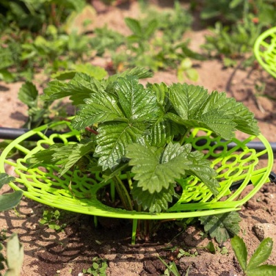 Капельный полив Жук для клубники от водопровода 20 растений